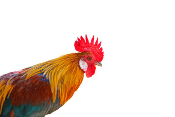 beautiful rooster isolated on white background