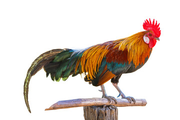 beautiful rooster isolated on white background