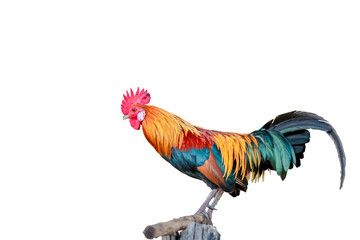  A beautiful rooster isolated on white background