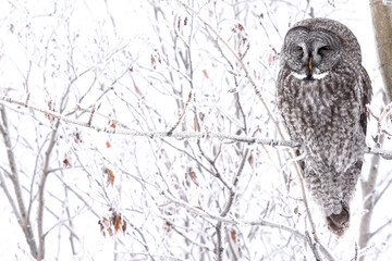 A Great Gray Owl perches in the Alaskan wilderness during the winter.
