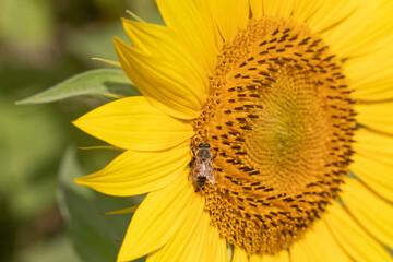 girasole giallo in estate con ape macro