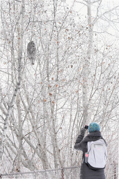 A lady stops to take a picture of a Great Gray Owl in an Alaskan city.