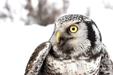 A Northern Hawk Owl perches in the Alaskan wilderness during the winter.