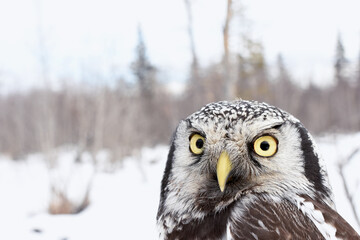 A Northern Hawk Owl perches in the Alaskan wilderness during the winter.