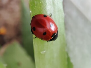 ladybug on grass