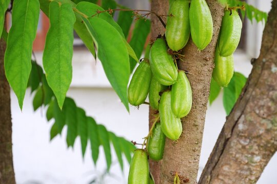 Averrhoa bilimbi is commonly called bilimbi, belimbing buloh, cucumber Tree and belimbing.