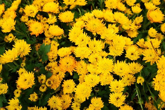 Yellow chrysanthemum flower in the garden.