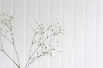 Baby's Breath 1