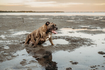 a Bulldog/staffordshire terrierX  brindle dog sitting on in sandy puddles at the beach