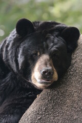 black bear close up