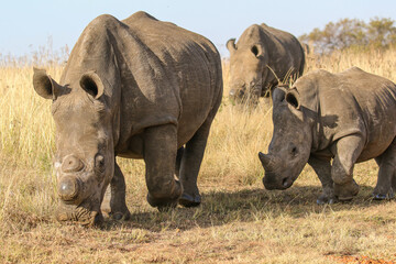 Obraz premium White rhino with calf, South Africa