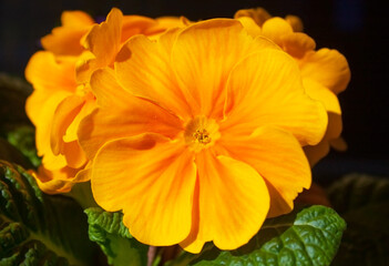 Large-flowered yellow-orange group of spring pansies. Flowers prosenka orange balcony pansy and garden plant.