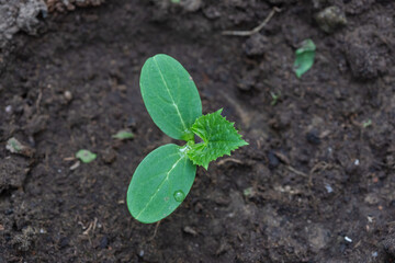 seedlings of zucchini or cucumbers in the garden view from above