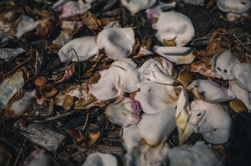 Flower petals on the ground