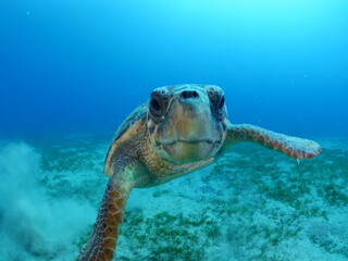 turtle underwater looks at camera close up ocean scenery caretta caretta sea turtle