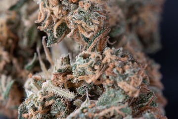 Closeup of Cannabis Buds. Weed used as Drug and Medicine containing THC and CBD.