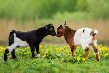 Two little baby goats in summer. Farm animals. - 495330928