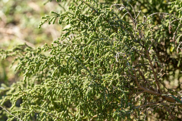 Medicinal, toxic plant (Thymelaea hirsuta) grows in close-up