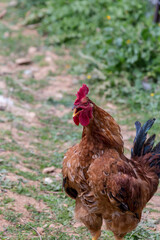 Agriculture. Beautiful, bright rooster close-up