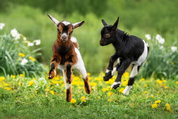 Two little funny baby goats playing in the field with flowers. Farm animals. - 495330981
