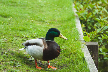 duck in the park