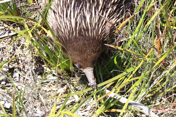 Short-beaked Echidna (Tachyglossus aculeatus), Cranbourne Botanic Gardens, Melbourne, Australia.
