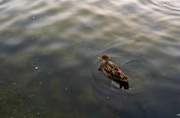 Beautiful duck on the lake.