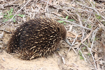 Short-beaked Echidna (Tachyglossus aculeatus), Cranbourne Botanic Gardens, Melbourne, Australia.