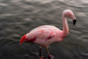 Fototapeta na wymiar Beautiful Flamingo alone in the lake.