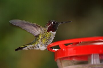 Fototapeta na wymiar hummingbird on feeder