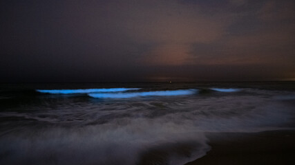 Obraz premium bioluminescence in Monterey, CA