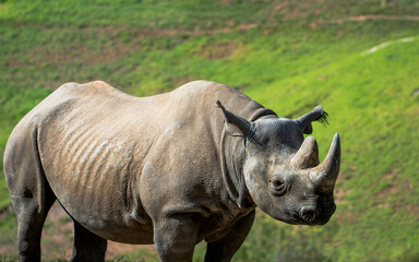 Obraz premium rhino in captivity
