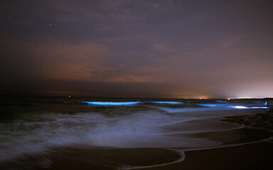 Fototapeta na wymiar bioluminescence in Monterey, CA