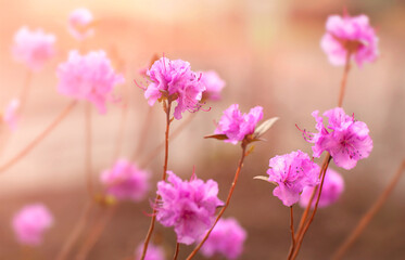 background with blooming spring pink flowers