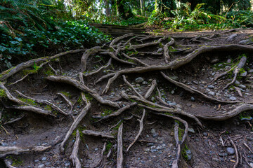 Roots serving as a stair system surrounded by dirt and vegetation.