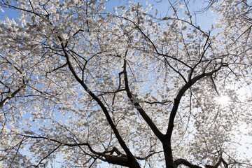 Magnolia Trees In Bloom