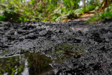Muddy pathway with shiny puddle and sun-lit trail.