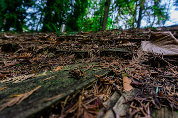 Nature environment. Old wood roof covered in tiles, debris, and moss.