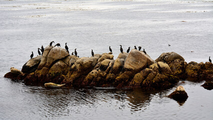 Seal on rock