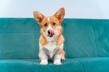Cute Welsh corgi Pembroke or cardigan puppy is sitting on the couch and licking its lips, front view. Hungry dog hints at feeding or is satisfied after a delicious dinner - obrazy, fototapety, plakaty