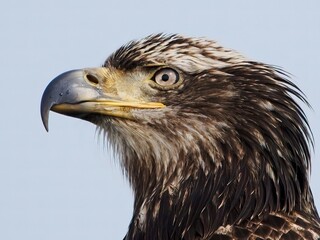 Juvenile Bald Eagle at the pole near coast in BC, Vancouver Island