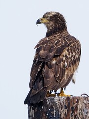 Juvenile Bald Eagle at the pole near coast in BC, Vancouver Island