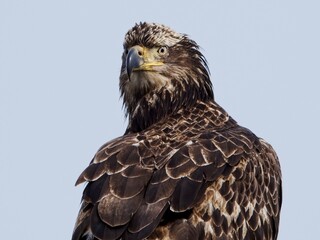 Juvenile Bald Eagle at the pole near coast in BC, Vancouver Island