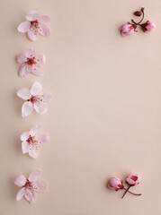 Fototapeta na wymiar Pink cherry flowers on beige background