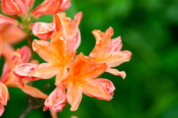 Bright orange flowers of rhododendron blooming in the summer garden