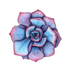 Obraz premium Watercolor illustration of succulent blue with pink. It's perfect for postcards, posters, banners, invitations, greeting cards, prints. Isolated on white background. Drawn by hand.
