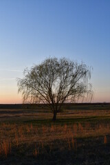 Fototapeta na wymiar Weeping willow Tree