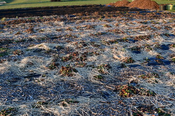Straw Mulch in a Garden