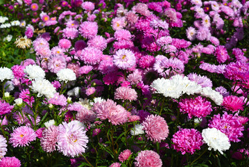 Many purple and pink asters growing on flowerbed in autumn