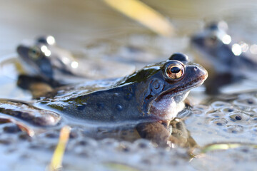 Grasfrosch im Laich